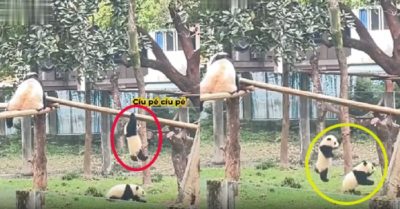 Video: Gấu trúc dỗi crush vì không đỡ được mình