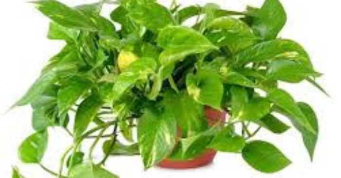 Cây lọc khí trong nhà