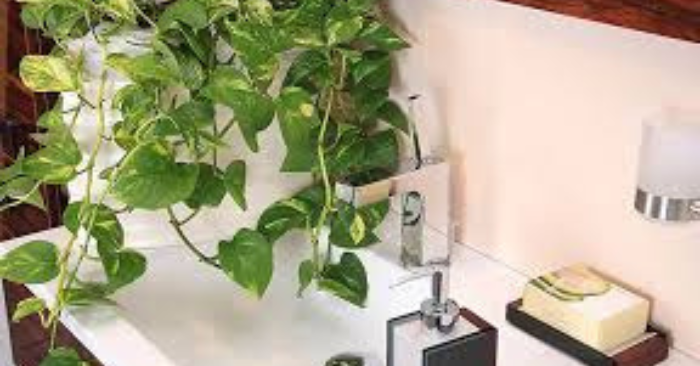 Cây lọc khí trong nhà