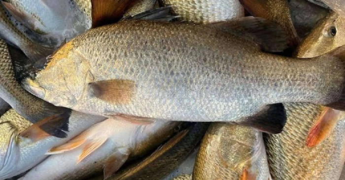Cá vược giàu omega - 3