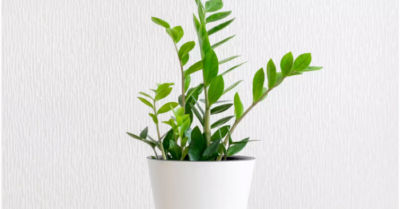 Cây Kim Tiền – Đặt đúng phong thủy, tài lộc gõ cửa