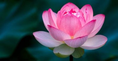 Mỗi loài hoa đều có mùa – con người cũng vậy