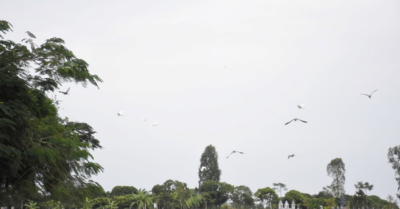 Đảo Cò Hải Phòng bứt phá thành điểm sáng du lịch sinh thái