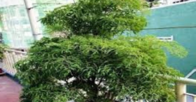 Trồng cây đinh lăng trước nhà và điều kiêng kỵ cần biết