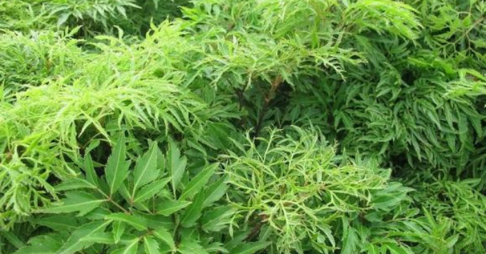 Trồng cây đinh lăng trước nhà