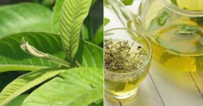 Cách nấu nước lá ổi ngon bổ cho sức khỏe