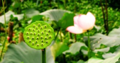 Hạt sen – món quà bình dị nuôi dưỡng thân tâm khỏe mạnh