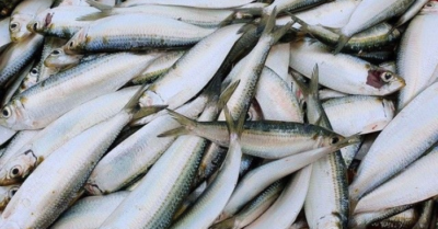 Cá trích giàu omega-3 không thua kém cá hồi