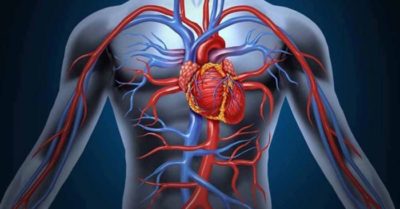 Vì sao bạn không nghe nói tới ung thư tim?