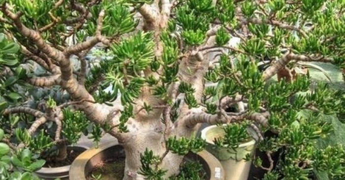 Sen đá hút tiền tốt hơn trầu bà gấp 10 lần