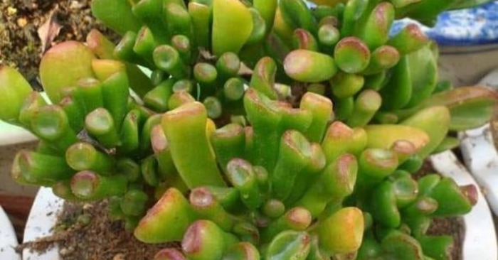 Sen đá hút tiền tốt hơn trầu bà gấp 10 lần