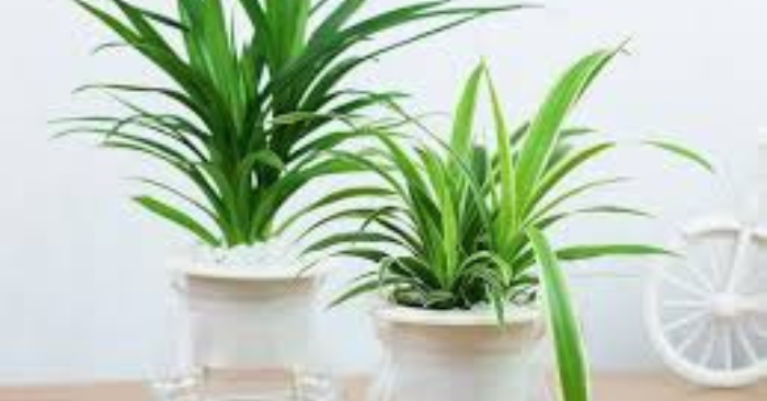 cây bạch mã hoàng tử