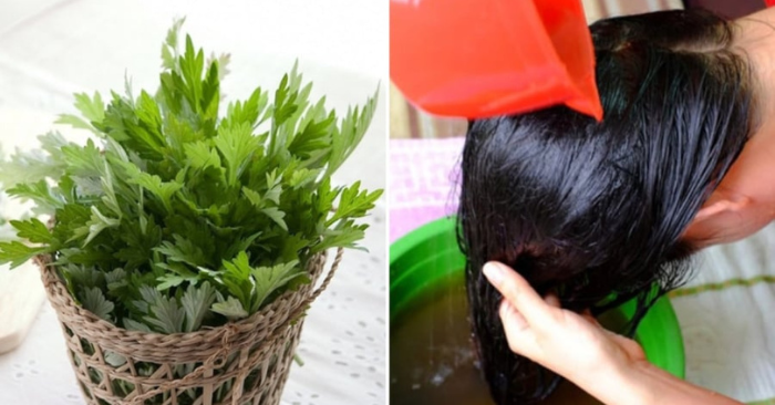 Gội đầu nước ngải cứu không rụng tóc