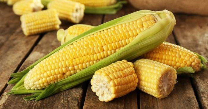 Ngô tốt cho sức khỏe nhưng có thể gây hại nếu ăn sai