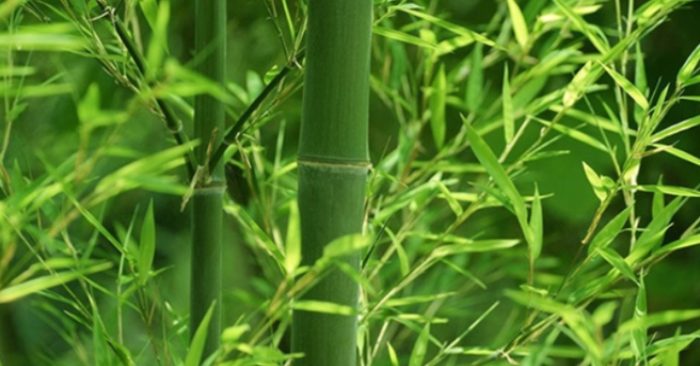 Công dụng của lá tre trong chữa bệnh dân gian và chăm sóc da