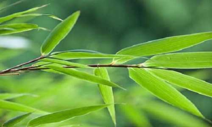 Công dụng của lá tre trong chữa bệnh dân gian và chăm sóc da