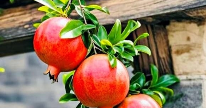 Đông trồng lựu Tây trồng hồng mang giá trị phong thủy
