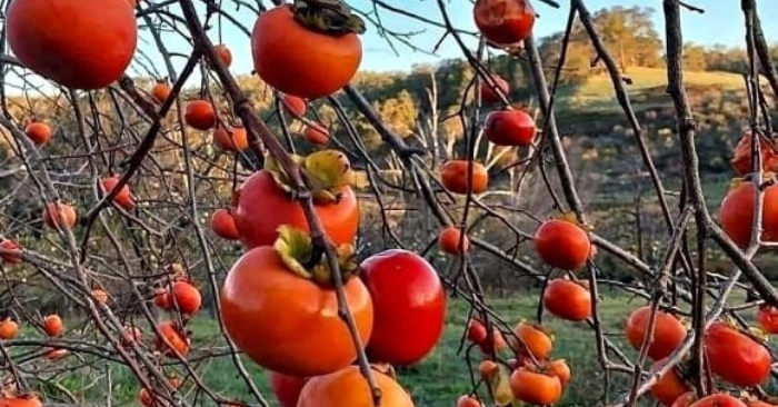 Đông trồng lựu Tây trồng hồng mang giá trị phong thủy
