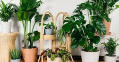 Cây cảnh phong thủy trước nhà hút tài lộc