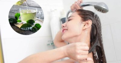 Trà xanh – Nguyên liệu quen thuộc giúp tóc bóng mượt tự nhiên