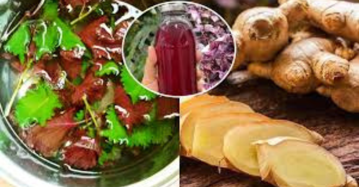 Vì sao nước lá tía tô nên thêm gừng