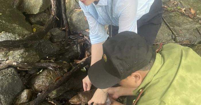 rùa đầu to
