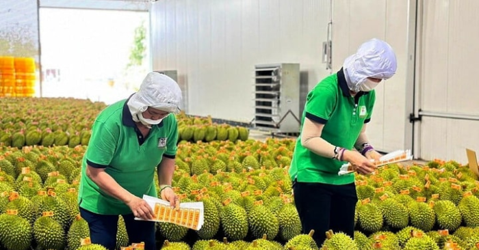 Xuất khẩu rau quả Việt đạt kỷ cuối năm