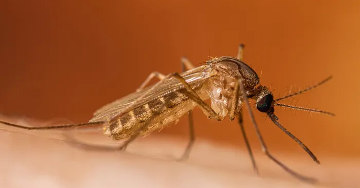 Virus West Nile do muỗi truyền cực nguy hiểm