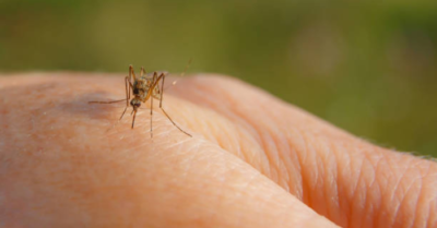 Virus West Nile lây truyền từ khiến hàng chục người tử vong