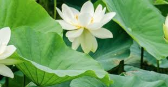 Cuộc hành trình của mình trên con đường đi tìm một môn khí công để chữa bệnh trầm cảm