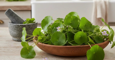 Rau má – Thần dược xanh của người Việt