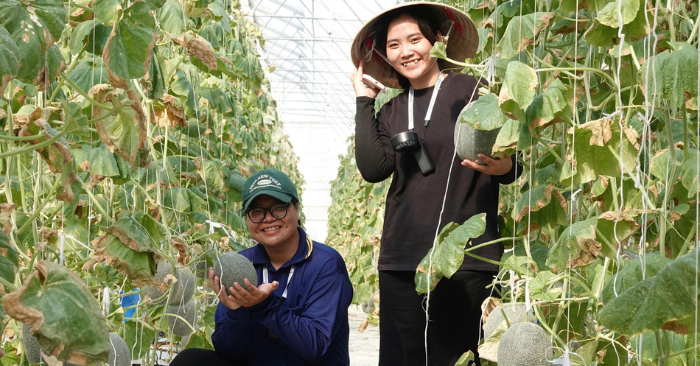 Dưa lưới Cần Thơ: Hành trình người phụ nữ xây trang trại xanh 13.000m