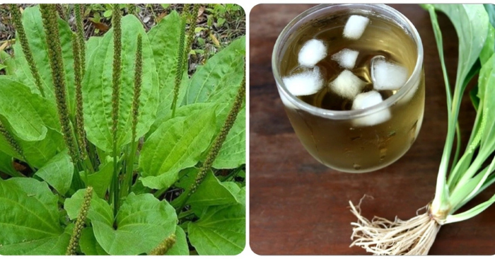 Uống nước cây mã đề và 5 lợi ích tuyệt vời