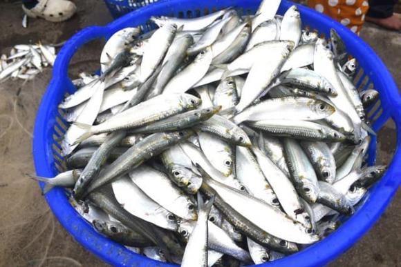 Cá trích giàu dinh dưỡng vượt cá hồi – Giá chỉ bằng 1/5