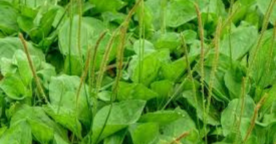 Uống nước rau mã đề có trị được viêm gan B ?