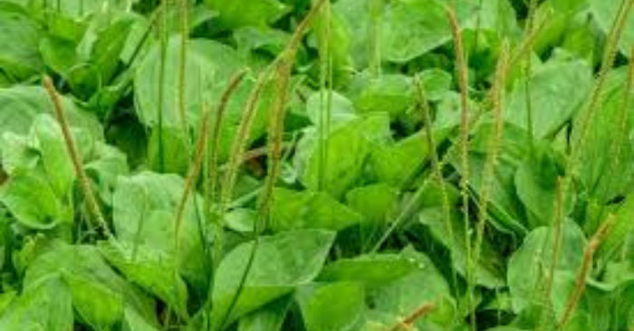 Uống nước rau mã đề