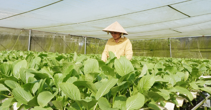 Phụ nữ Cần Thơ khởi nghiệp rau sạch từ nghề y