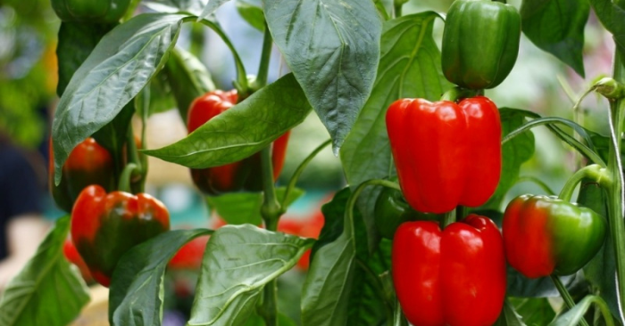 Ớt chuông nhiều màu, lợi đủ đường