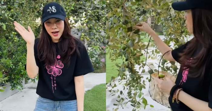 Mỹ Tâm giản dị mà “rất ngầu” bên vườn trái cây nhà riêng