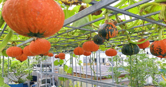 Vườn bí đỏ sân thượng 100m² rực rỡ giữa lòng Sài Gòn