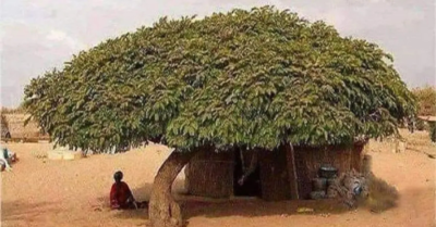 Khi thất vọng: Hãy học cách nhìn đời từ “cây gỗ vô dụng”