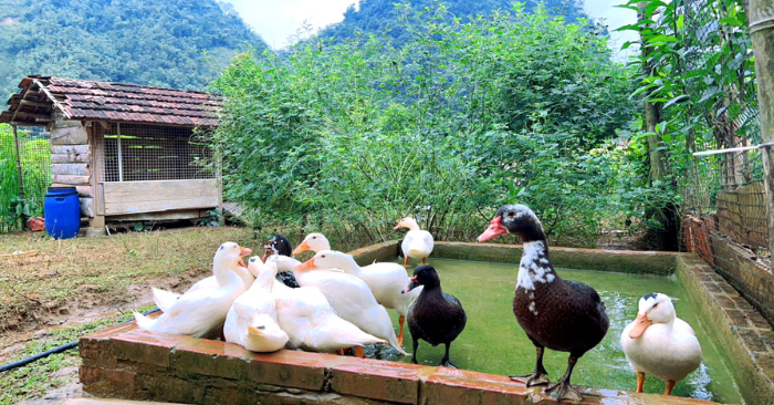 Bỏ phố về quê: Vợ chồng dựng nhà gỗ 3 tỷ giữa núi rừng Tuyên Quang