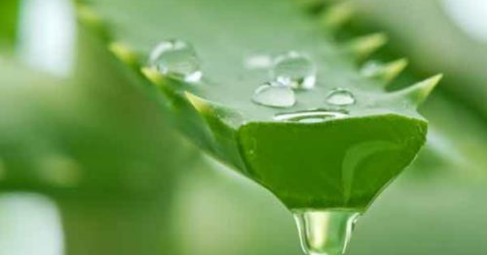 Gel lô hội hợp với loại da nào?