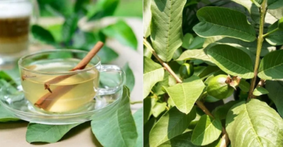 Nước lá ổi giúp giảm cân hiệu quả