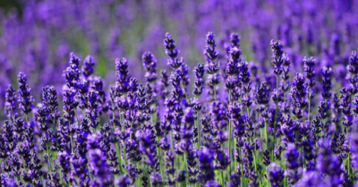 Cây lavender mang lại năng lượng tích cực
