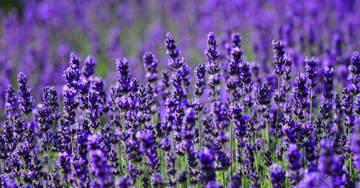 Cây lavender mang lại năng lượng tích cực