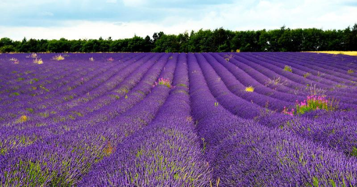 Cây lavender mang lại năng lượng tích cực