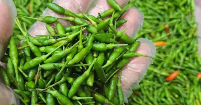 Ớt gió Hà Giang đắt đỏ
