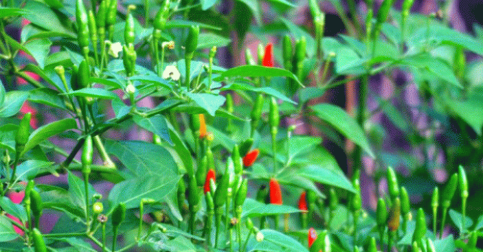 Ớt gió Hà Giang đắt đỏ