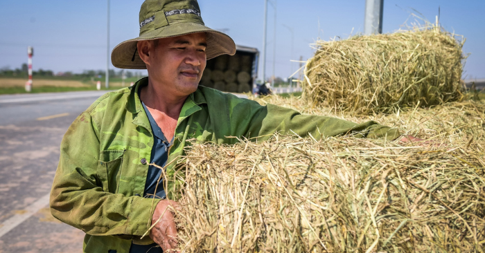 Thu gom rơm: Nông dân Ninh Bình kiếm trăm triệu mỗi mùa gặt